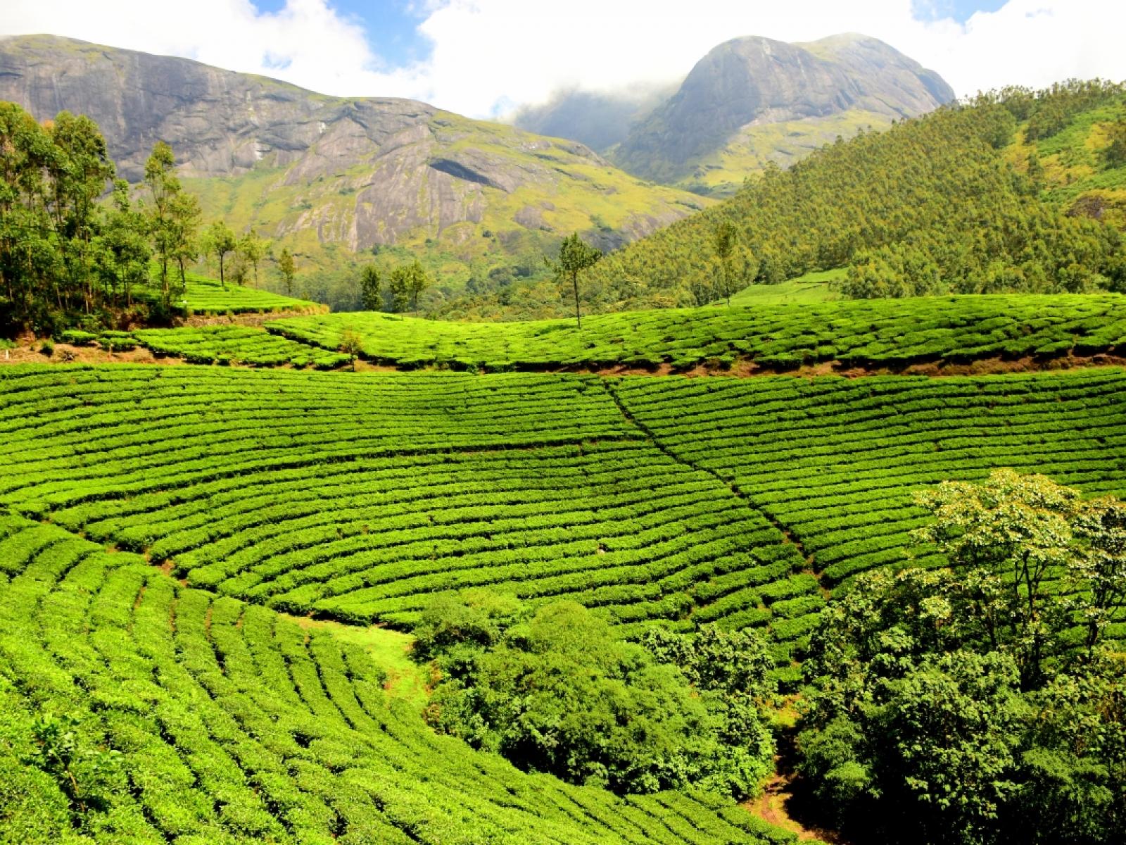Clouds drift in the distance behind a lush tea plantation near Kerala, India.