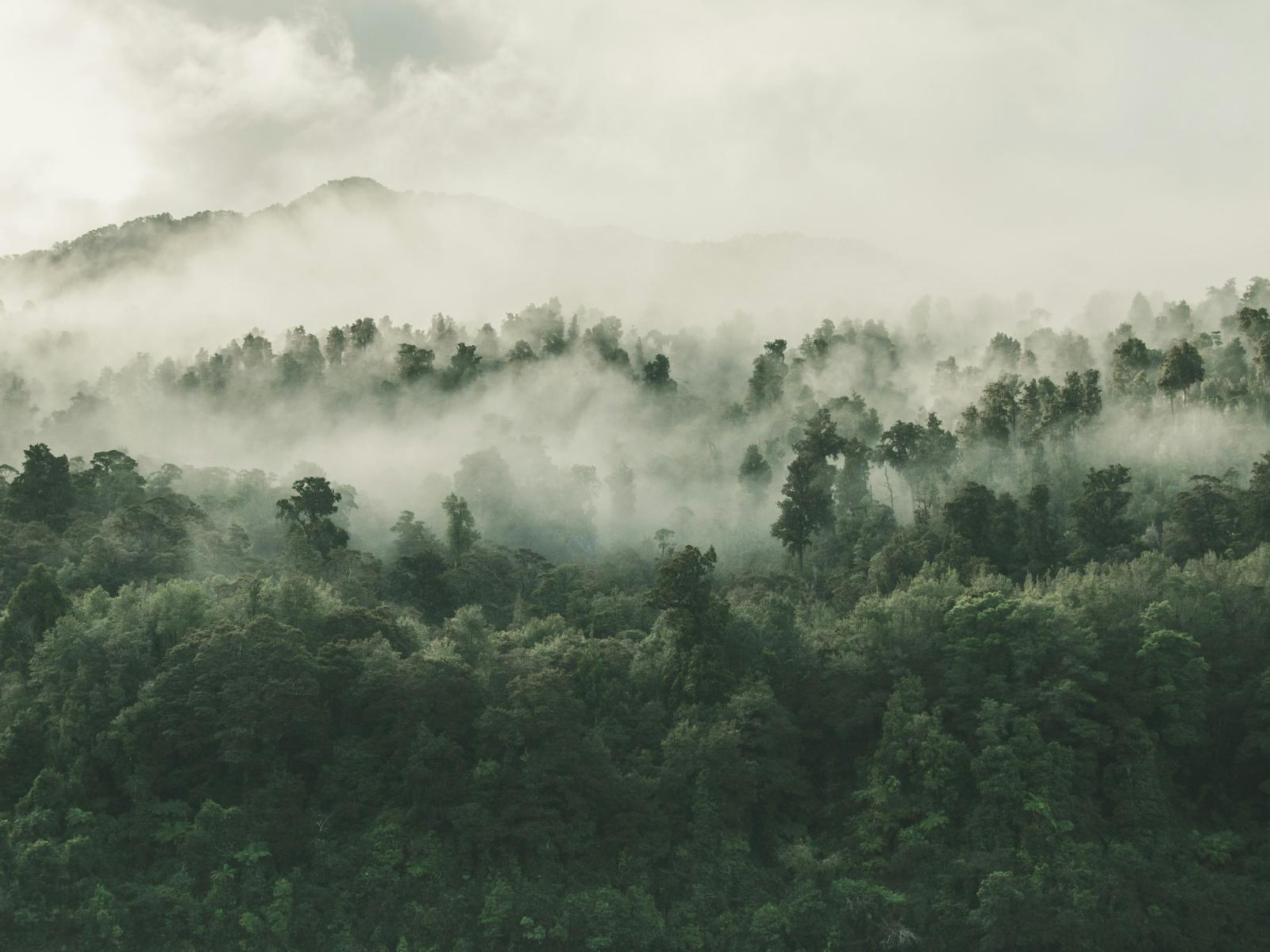 rainforest