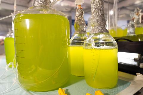 Photograph of solutions of microbes