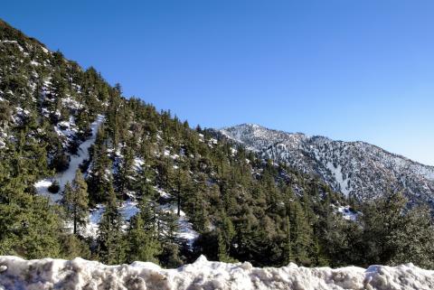 Photograph of tree and snow-covered mountains and a clear blue sky