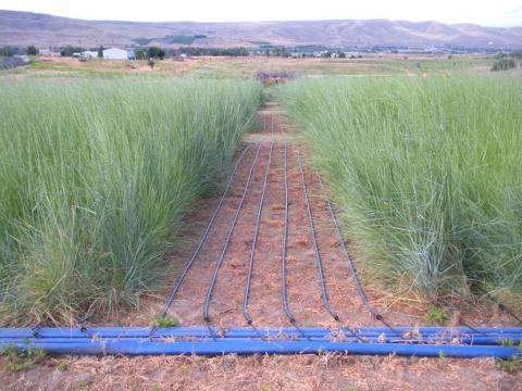 Photo of Prosser field site