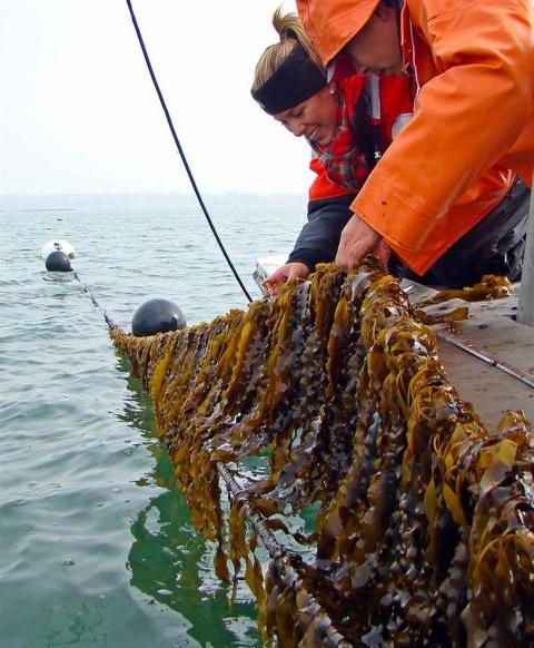 Farmed Kelp