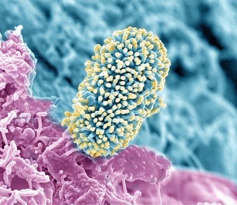 SoilColumnMicrobe