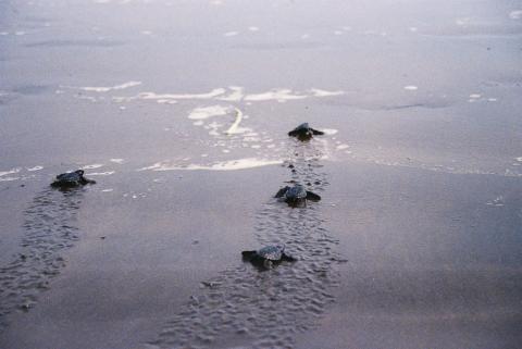 Trutles in Indonesia 