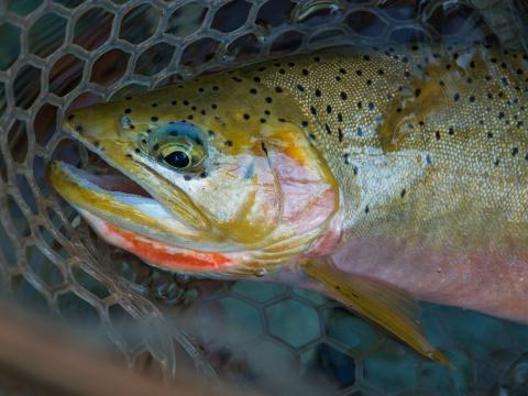 cutthroat 