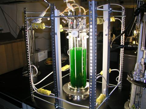 picture of a tube of blue-green algae