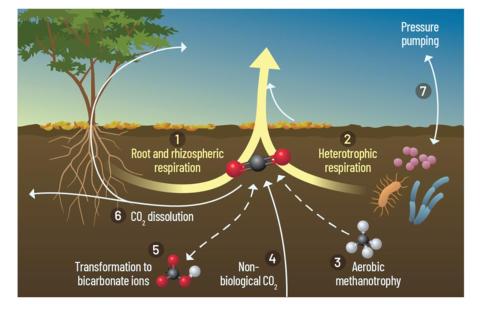 schematic showing the different pathways of carbon flux from the soil into the atmosphere
