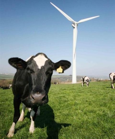 A cow stands in a grassy field with a wind turbine in the background.