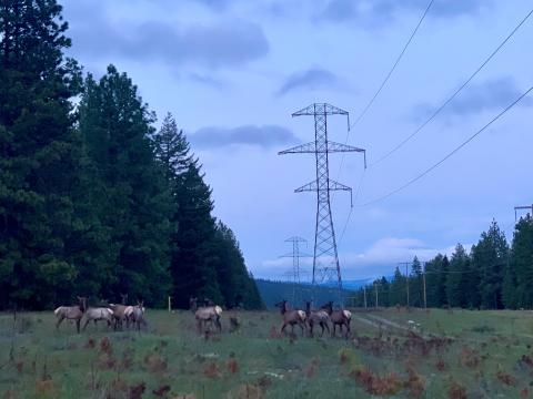 elk herd in transmission corridor