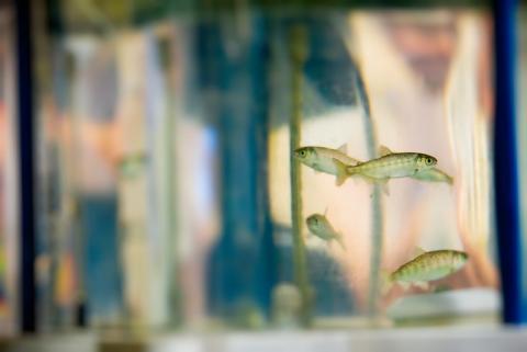Four fish swim in a clear chamber