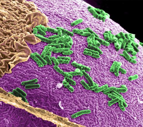 Model of the microbial environment inside a human gut