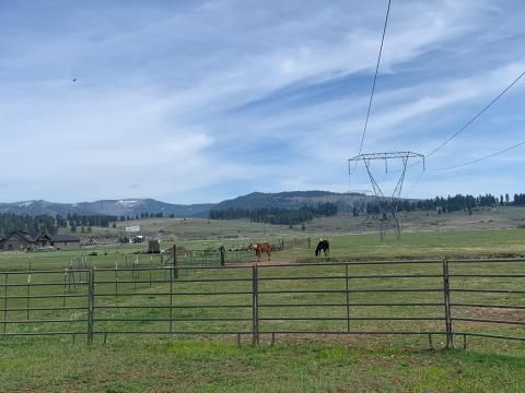 horse near transmission towers