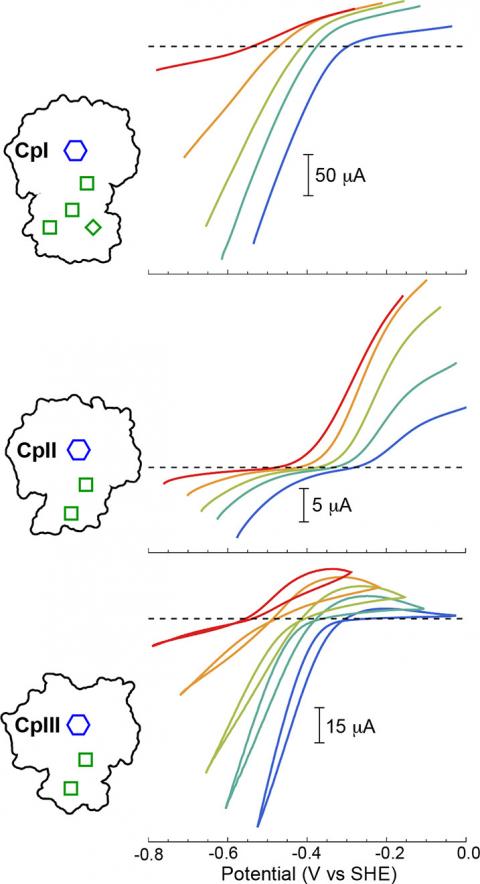 PNNL computational modeling validated experiments with three Cp hydrogenases at different pH values.
