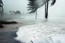 This image depicts palm trees standing in shallow ocean waters. Strong winds blow their fronds sideways and ocean mist all about.