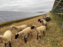 Herbrucks Organic Poultry Ranch Sheep