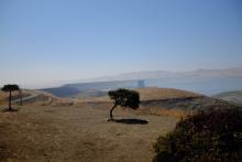 Photograph of a super dry looking landscape, with a single sad tree