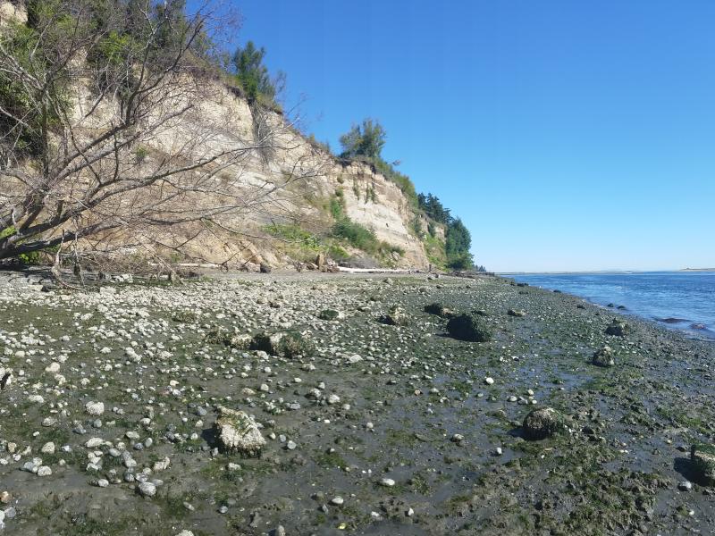 Bluffs adjacent to the PNNL-Sequim campus and Sequim Bay demonstration site. 