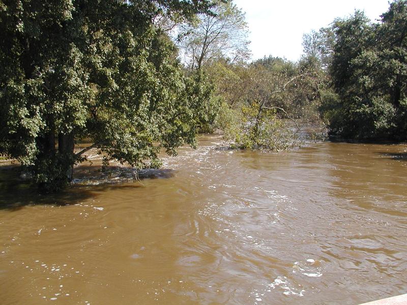 The tops of trees, which are submerged at least halfway, coming out of brown flood waters.