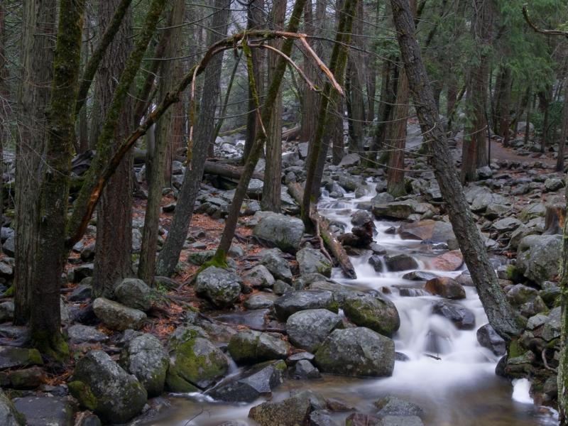 a stream with small boulders cutting through a forest