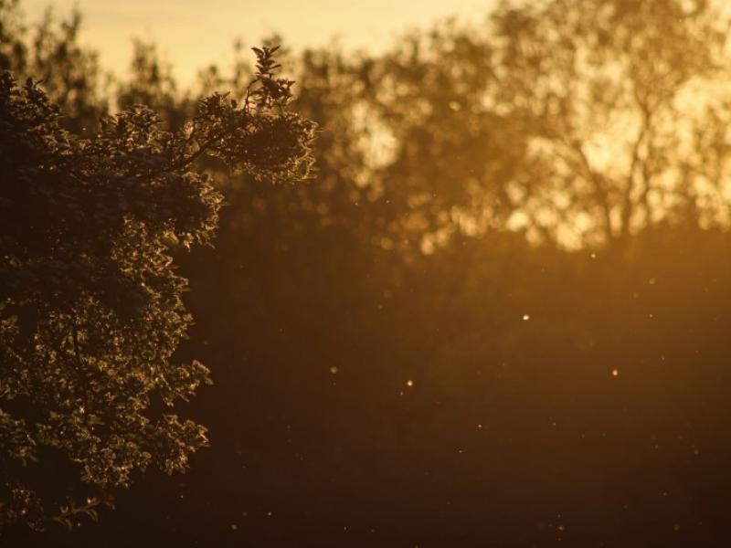 Tree branch backed by hazy light