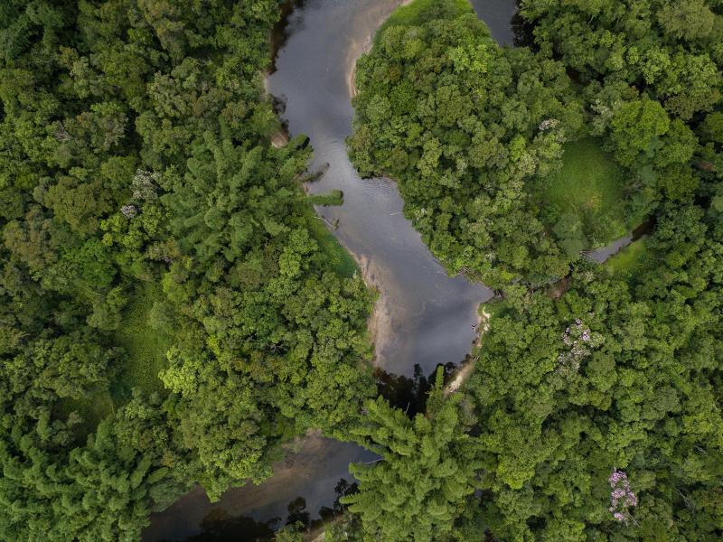 When a Pristine Rainforest Encounters a Pollution Plume