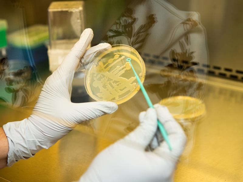 Gloved hands holding a petri dish