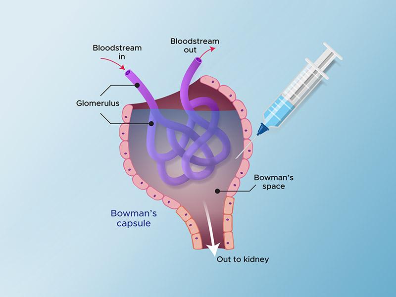 Bowmans Kidney Figure