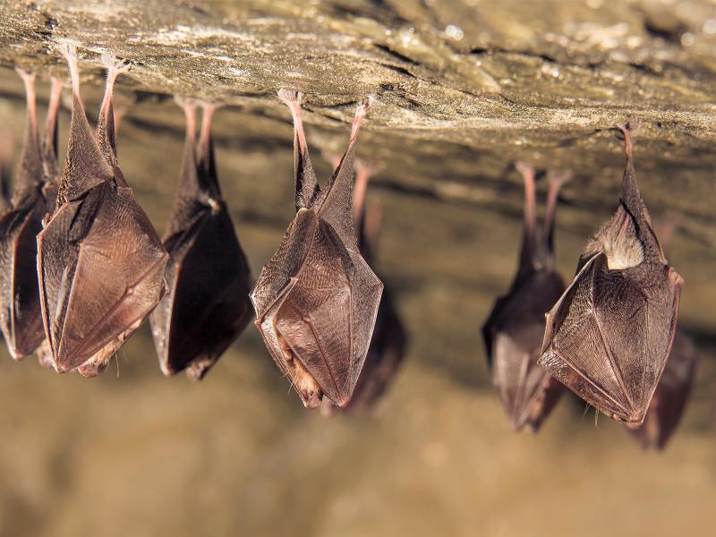 Bats