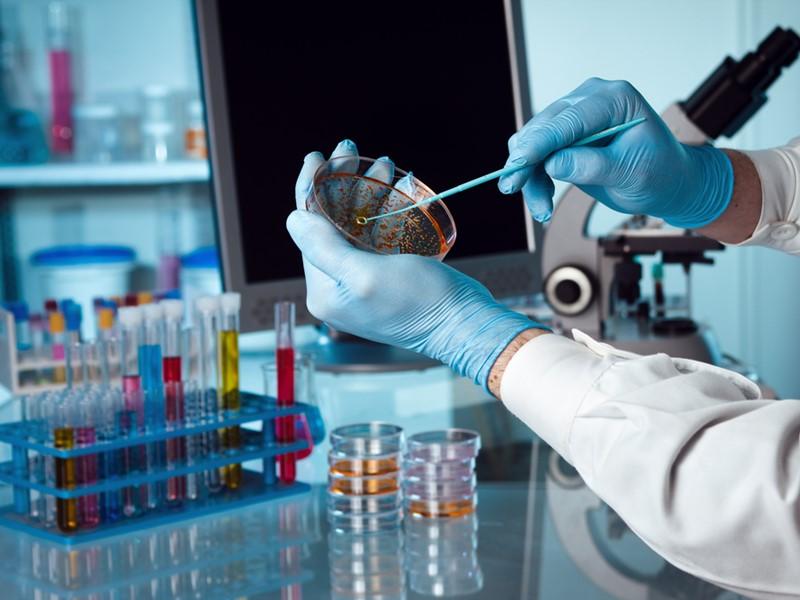 Researcher taking a sample from a petri dish.