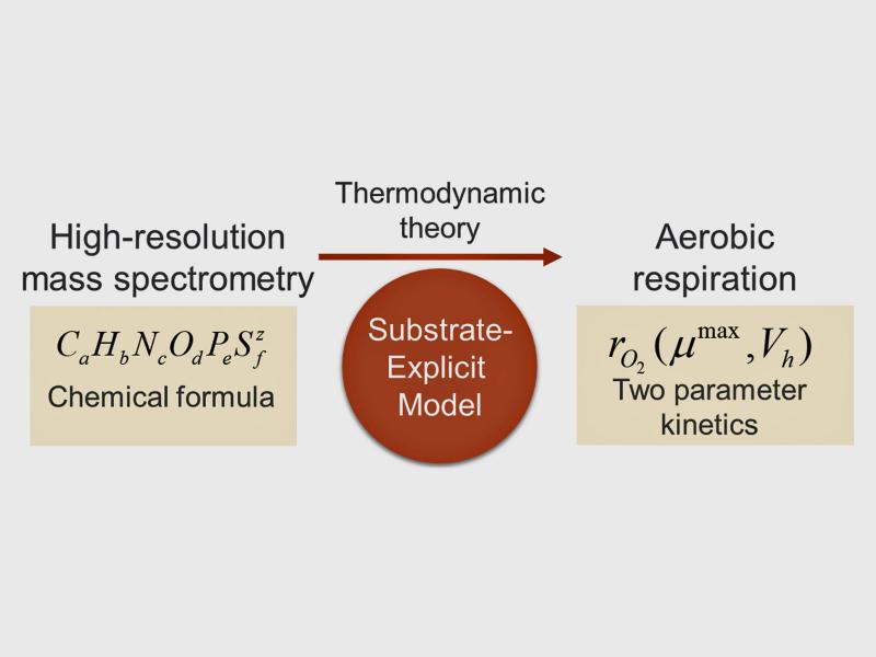 schematic showing how chemical formulas and thermodynamic theory can be used to model aerobic respiration