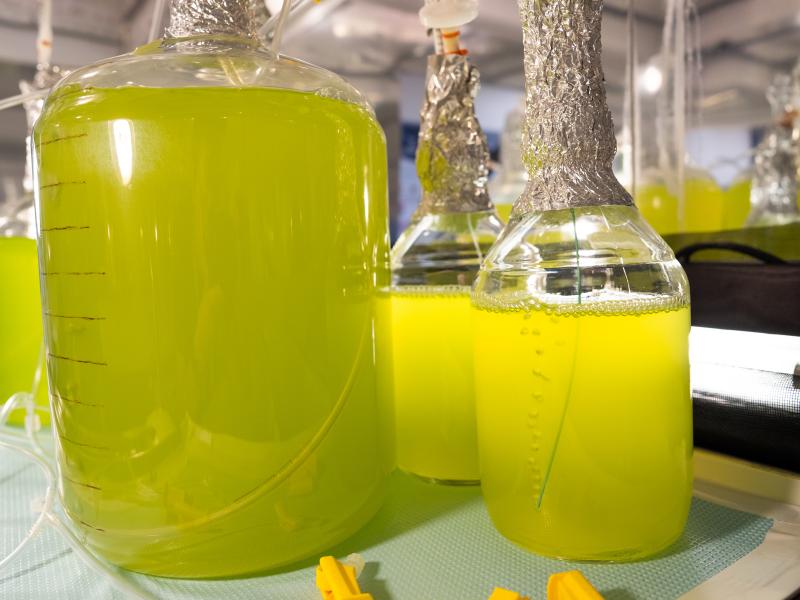 Photograph of solutions of microbes