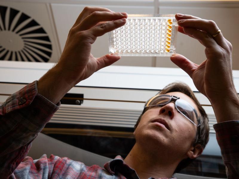 a man looks at a plastic container used for growing microorganisms