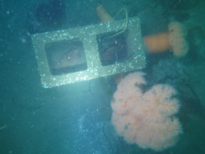 Clutter item (cement block) on seafloor in the Sequim Bay demonstration site. 