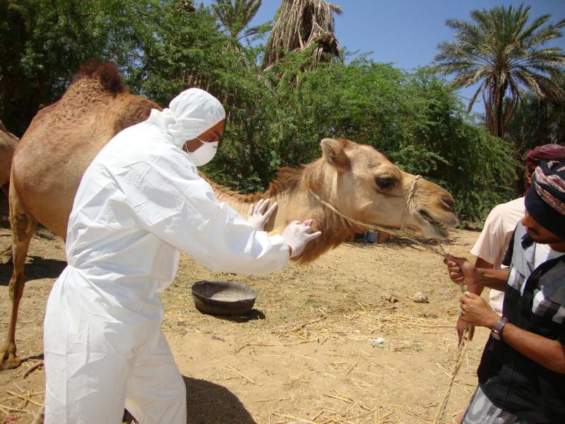 Camel tested