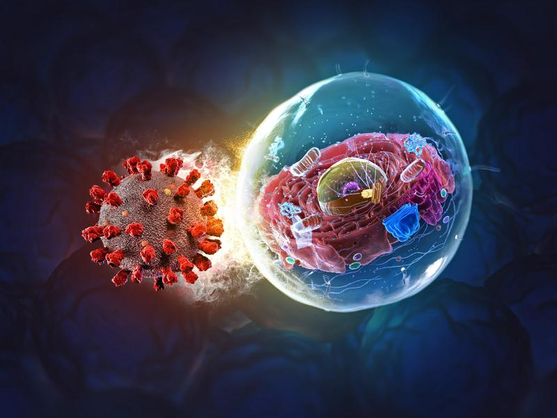 Illustration of a cold virus particle on the left attacking a cell on the right.