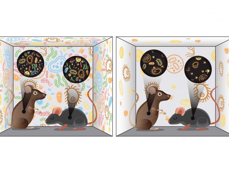 DiverseMicrobiomesIllustration