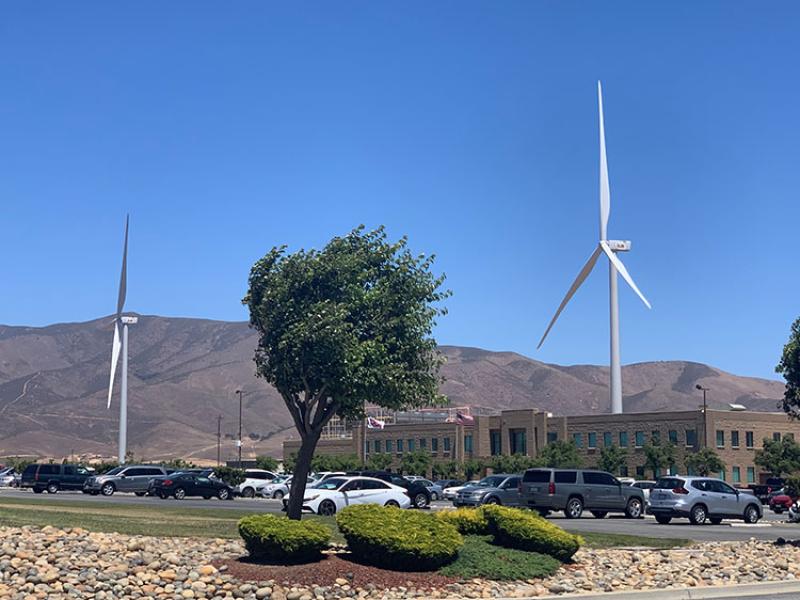 A windblown tree with two wind turbines and a building in the background