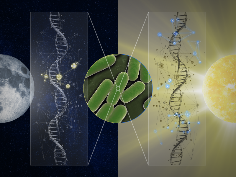 Illustration of how gene regulatory networks are influenced by day vs night.