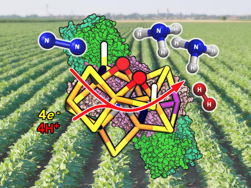 A small metal cluster in the enzyme nitrogenase converts nitrogen gas to ammonia, combining N2 with four protons and electrons to produce NH3 and H2. 
