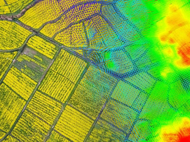 Composite image showing an overlay of data/modeling atop fields full of yellow crops