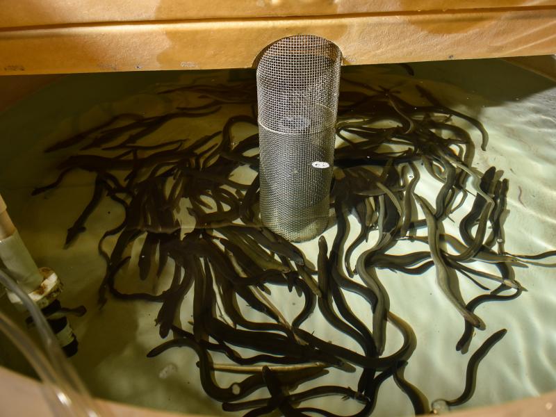 Eels being raised at the Aquatic Research Laboratory
