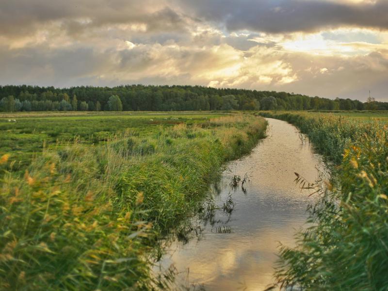 Photograph of a river running through a field of green plants