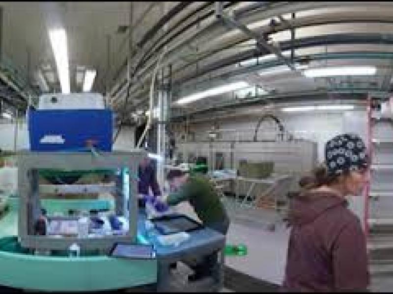 Fish Tagging at PNNL-Sequim