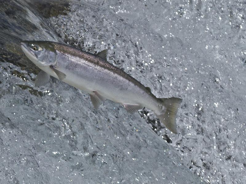 Fish Passage