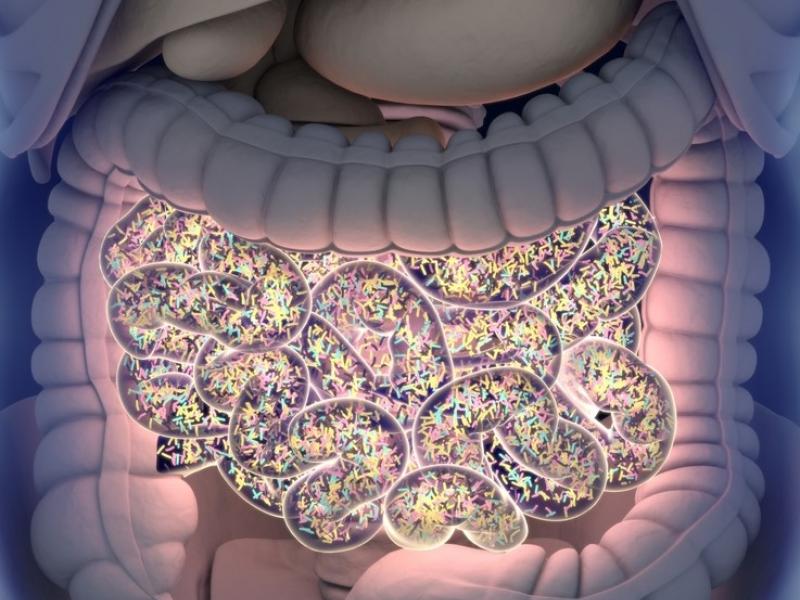 Illustration of bacteria in a person's gut.