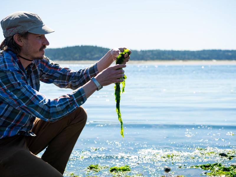 A man kneels on a sandy beach and holds up a handful of seaweed.