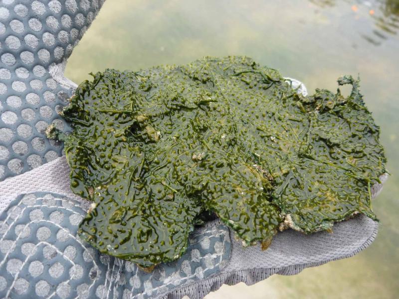 Hot-Lake-Microbial-Mat