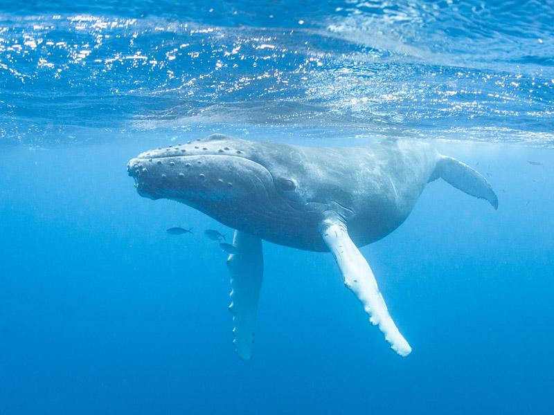 Humpback Whale