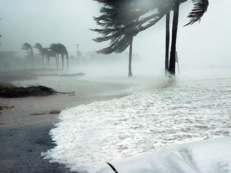 This image depicts palm trees standing in shallow ocean waters. Strong winds blow their fronds sideways and ocean mist all about.