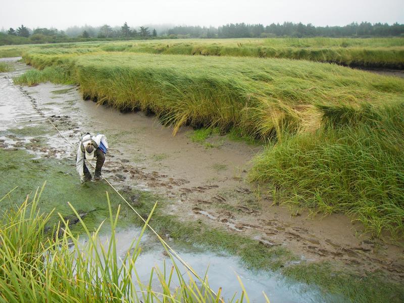 data collection in marsh